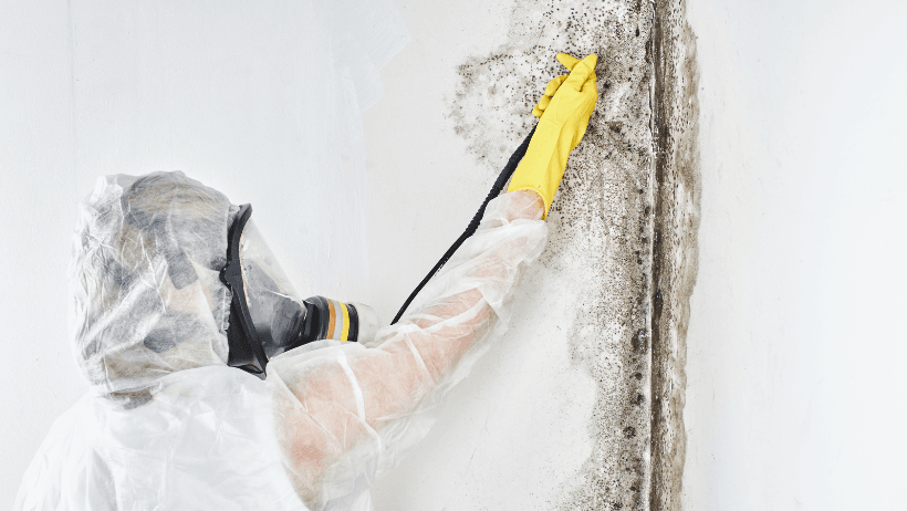 steps_in_the_mold_remediation_process_ea3ebc733b