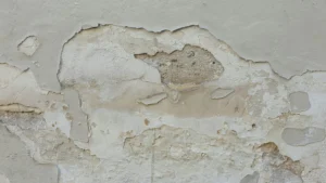 Comprehensive Mold Evaluation in Indianapolis | R2F Inspection