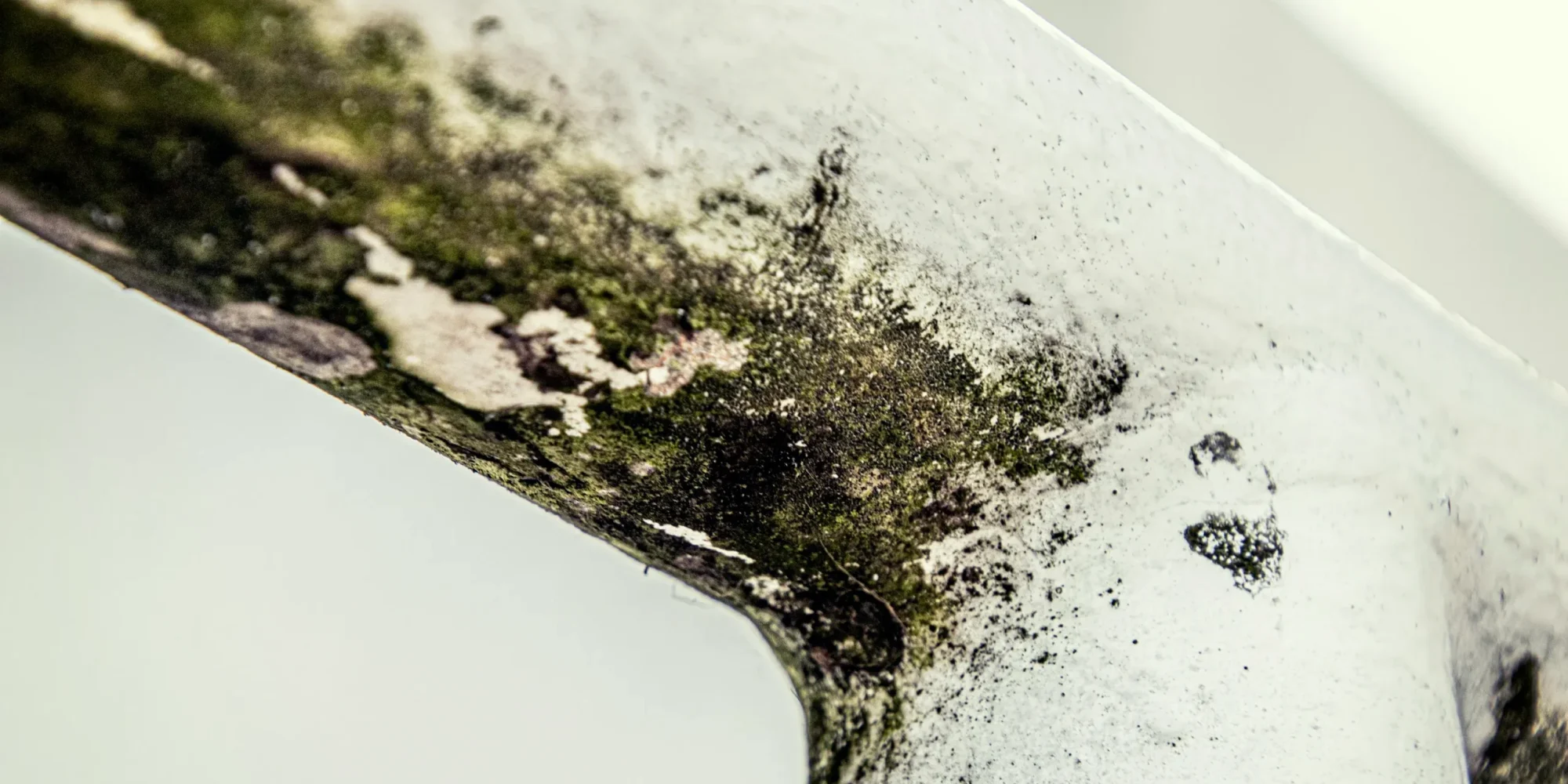 Professional Mold Testing in Indianapolis | R2F Inspection