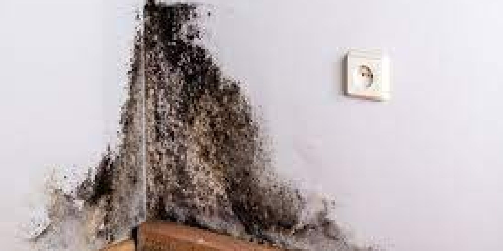 Find Mold Inspection Near Me | Indianapolis | R2F Inspection