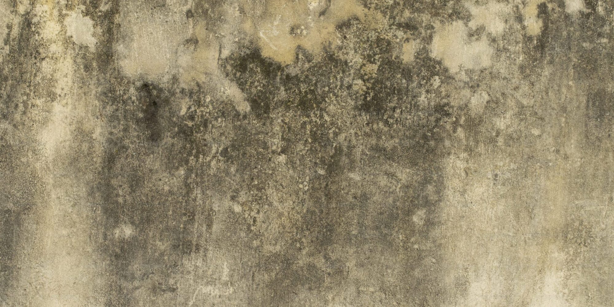 what does a mold inspection include Find Mold Testing Near Me | Indianapolis | R2F Inspection